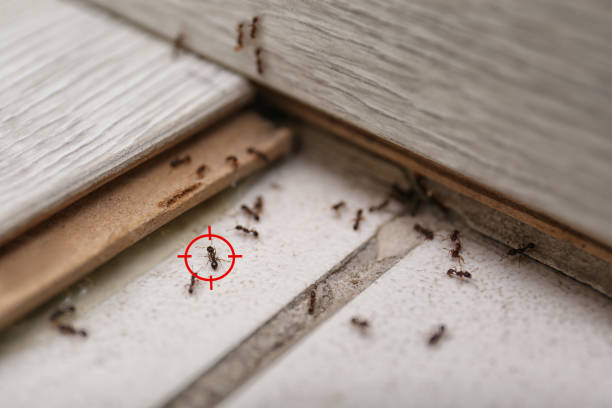 Best Residential Pest Control  in Athens, AL
